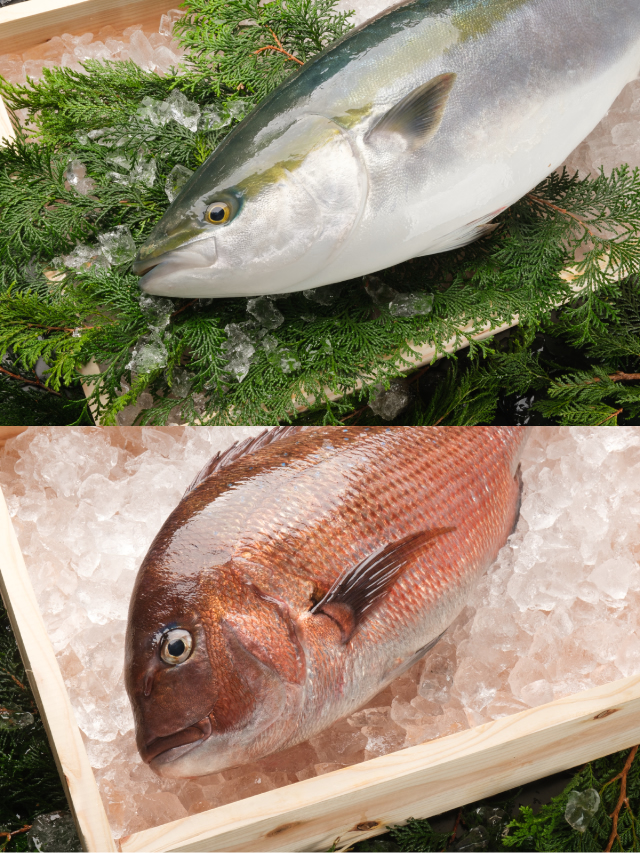 こだわりの「育漁」から生まれる「龍馬鰤」と「龍馬鯛」